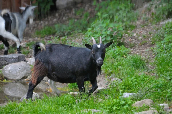 Black goat — Stock Photo, Image