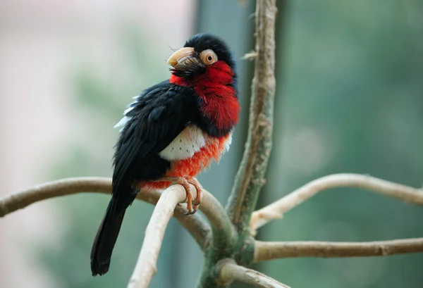 Der bärtige Widerhaken sitzt auf einem Ast — Stockfoto