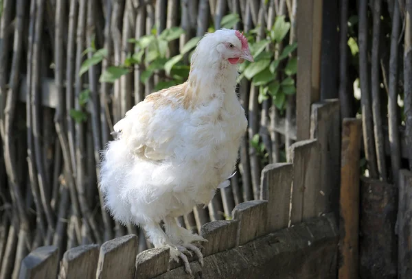 White hen sitting on a wooden fence — Stock Photo, Image