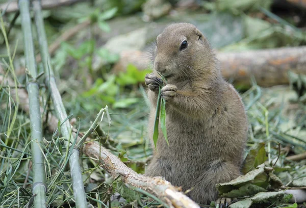 Marmotte mangeant de l'herbe — Photo