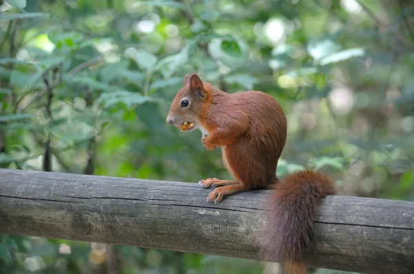 Esquilo vermelho sentado em um tronco — Fotografia de Stock