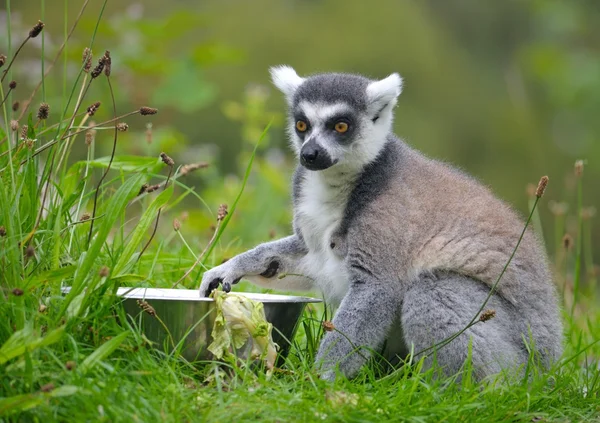 Ring-Tailed Maki — Stok fotoğraf