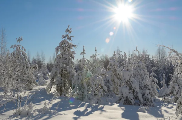 Winter landscape — Stock Photo, Image