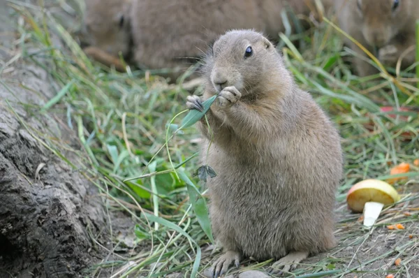 Marmota comendo grama — Fotografia de Stock