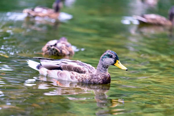 a beautiful  wild duck floating on a pond, a brown plumage and a yellow beak, traces, a duck in a natural environment, daylight