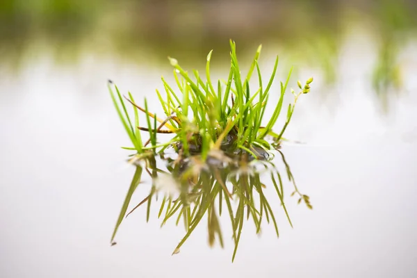 Macro Sparo Erba Uno Stagno Foresta Mattina — Foto Stock