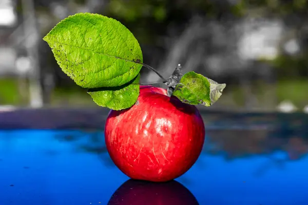 Maçã Vermelha Com Folhas Verdes Jardim — Fotografia de Stock