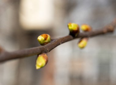 Bahar başında ağaç dalında tomurcuklanan tomurcuklar