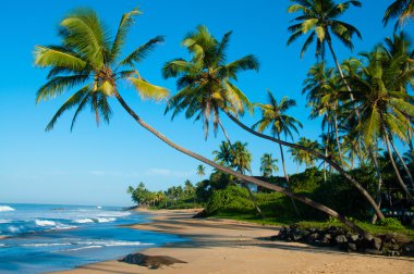 Sri Lanka 'da el değmemiş tropik plaj
