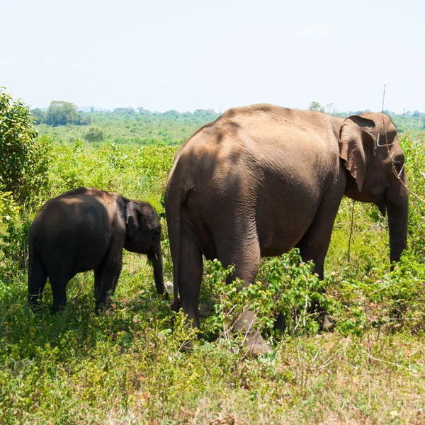 Eephant