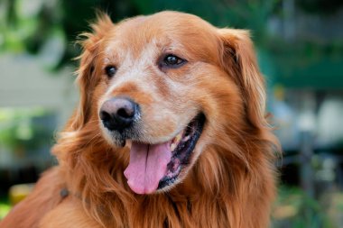 24 Kasım 2020 'de Bogota Kolombiya' da bir parkta Golden Retriever köpeğinin yakın çekimi.