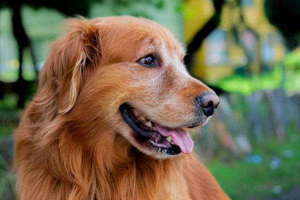 Zbliżenie Psa Golden Retrievera Parku Bogota Kolumbia Listopada 2020 — Zdjęcie stockowe