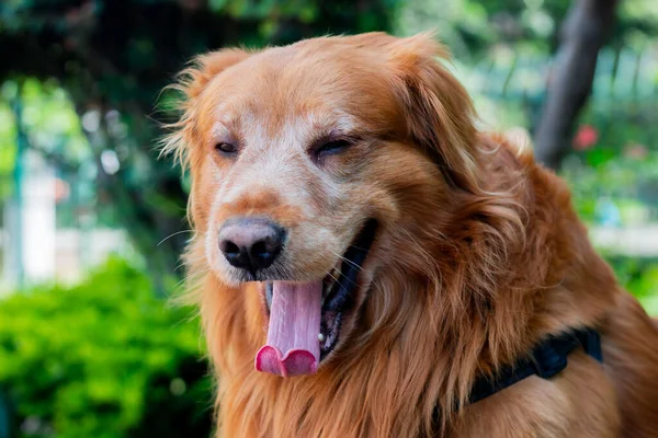 Крупный План Золотой Ретривер Собаки Парке Богота Колумбия Ноябрь 2020 — стоковое фото
