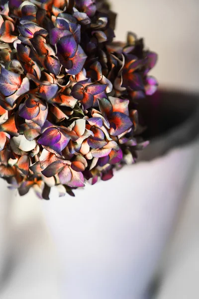 Hortenzia virág — Stock Fotó