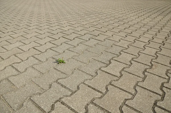 Pflasterplatten und ein Wegerich. — Stockfoto