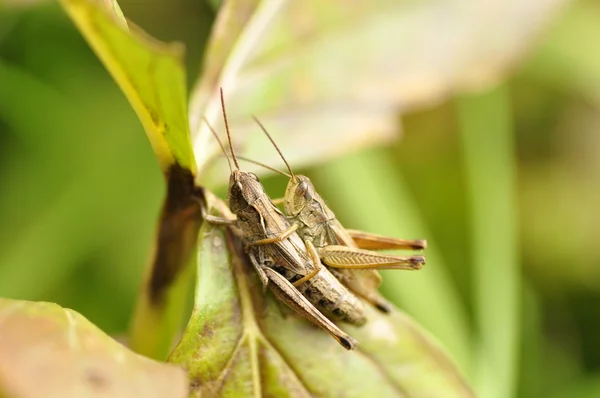 Sauterelles dans l'herbe . — Photo