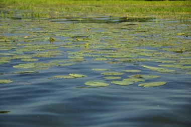 Göl ve nilüferler.