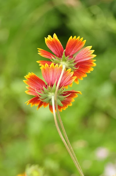 Flowers toward the sun. — Stock Photo, Image