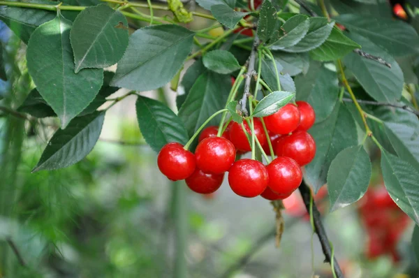 A branch of cherry. — Stock Photo, Image