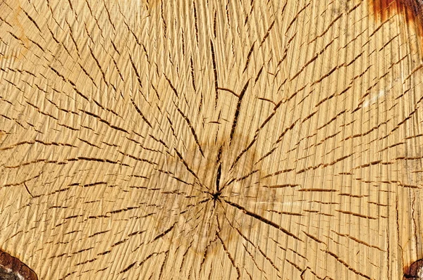 A textura do tronco . — Fotografia de Stock