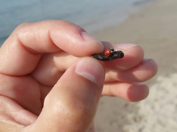 Little ladybug, rescued from the water. — Stock Photo, Image