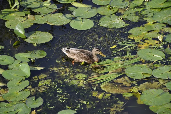 Eend op het water. — Stockfoto