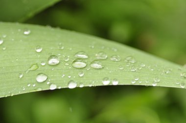 Yaprağın üzerindeki su damlacıkları.
