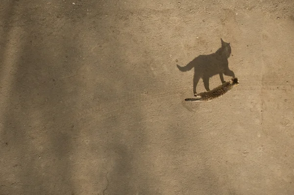 O gato está no asfalto . — Fotografia de Stock