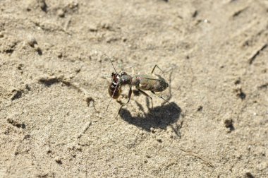 Kaplan böceği (Cicindela)