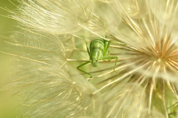 Sauterelle dans un pissenlit . — Photo