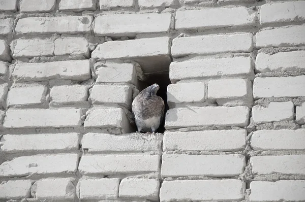 Pombo. — Fotografia de Stock