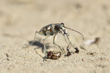 Kaplan böceği (Cicindela).