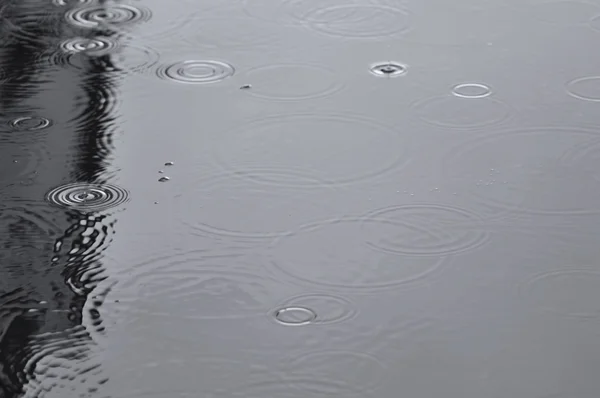 Regendruppels op het oppervlak van de plas. — Stockfoto