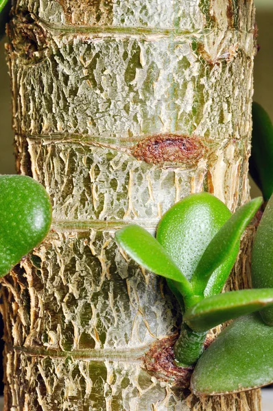 Trunk of Crassula. — Stock Photo, Image