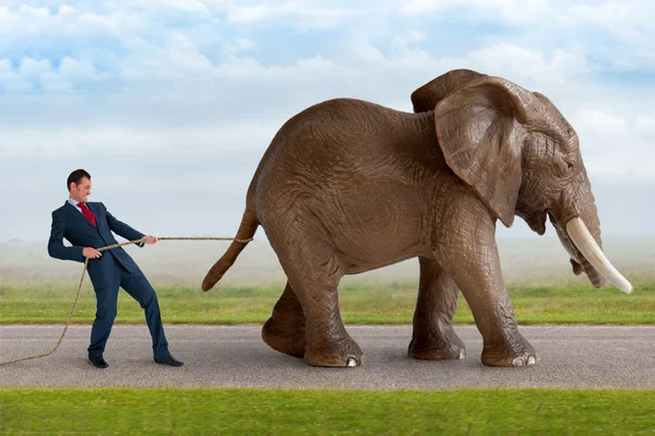 Businessman trying to restrain an elephant — Stock Photo, Image