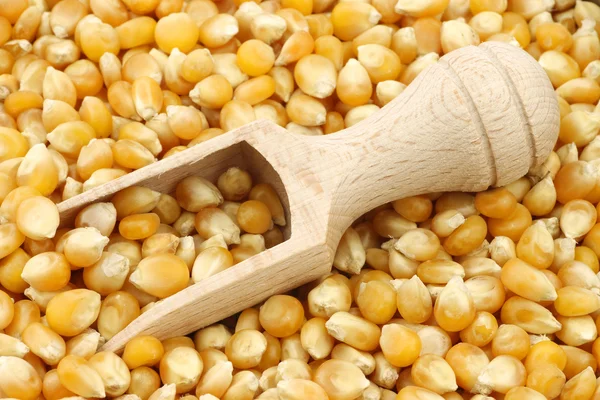 Yellow corn grain with a wooden scoop — Stock Photo, Image