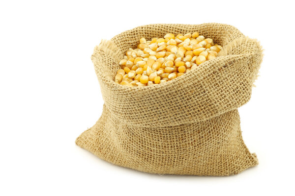 yellow corn grain in a burlap bag