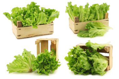 Beyaz arka planda tahta bir kutuda taze toplanmış hindiba.