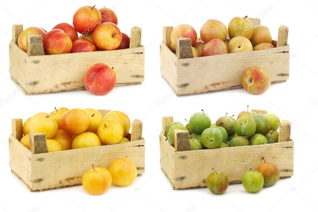 Mixed plum varieties and pluots (Prunus salicina x armeniaca) (A pluot is a cross between an apricot and a plum)  in a wooden crate on a white background