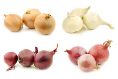 Beyaz arka planda taze soğan çeşitleri
