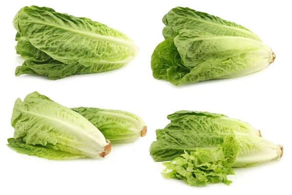 Fresh Roman Lettuce White Background — Stock Photo, Image