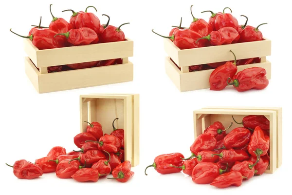 Pittige Hete Rode Adjuma Paprika Een Houten Doos Een Witte — Stockfoto