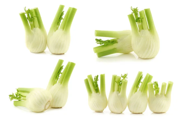 Frischer Fenchel Auf Weißem Hintergrund — Stockfoto