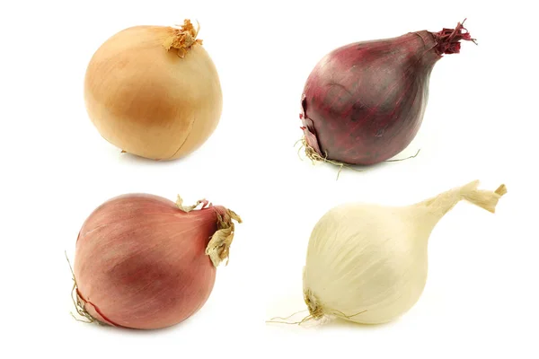 Various Sorts Onions White Background — Stock Photo, Image