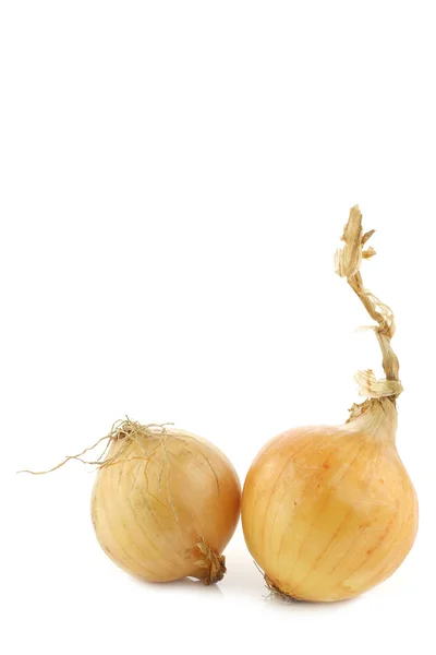 Two fresh onions — Stock Photo, Image