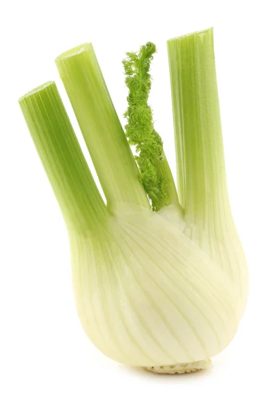 Frischer Fenchel — Stockfoto