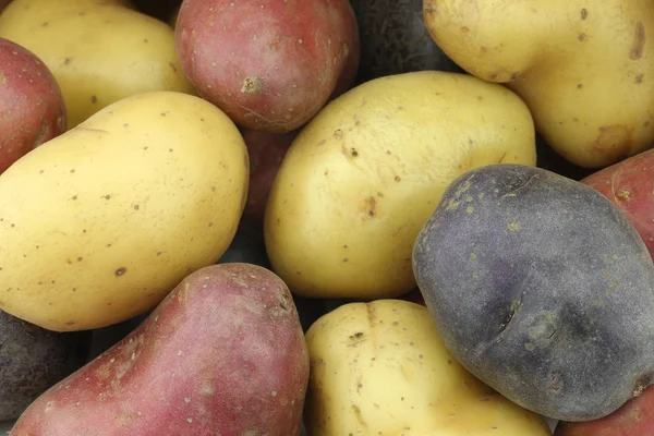 Жовта, червона та фіолетова картопля — стокове фото