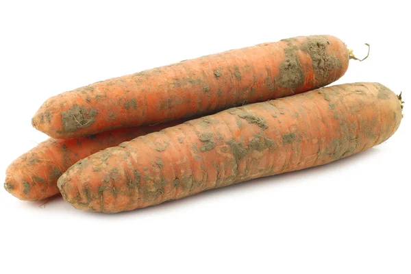 Winter carrots — Stok fotoğraf