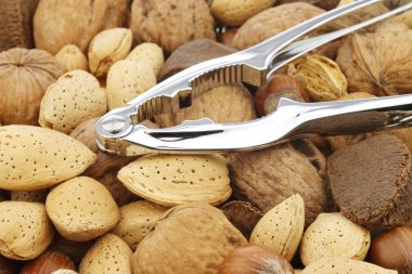 Fındıkkıran ile çeşitli fındık