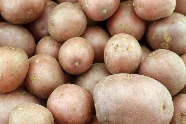 Kirschkartoffeln (kleine holländische Kartoffeln) — Stockfoto